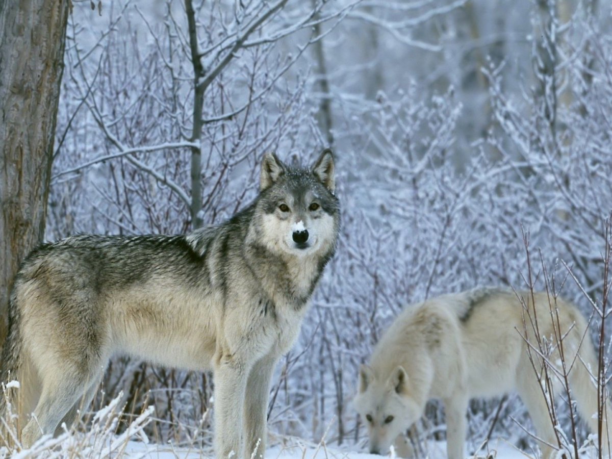 Волки Красноярский край