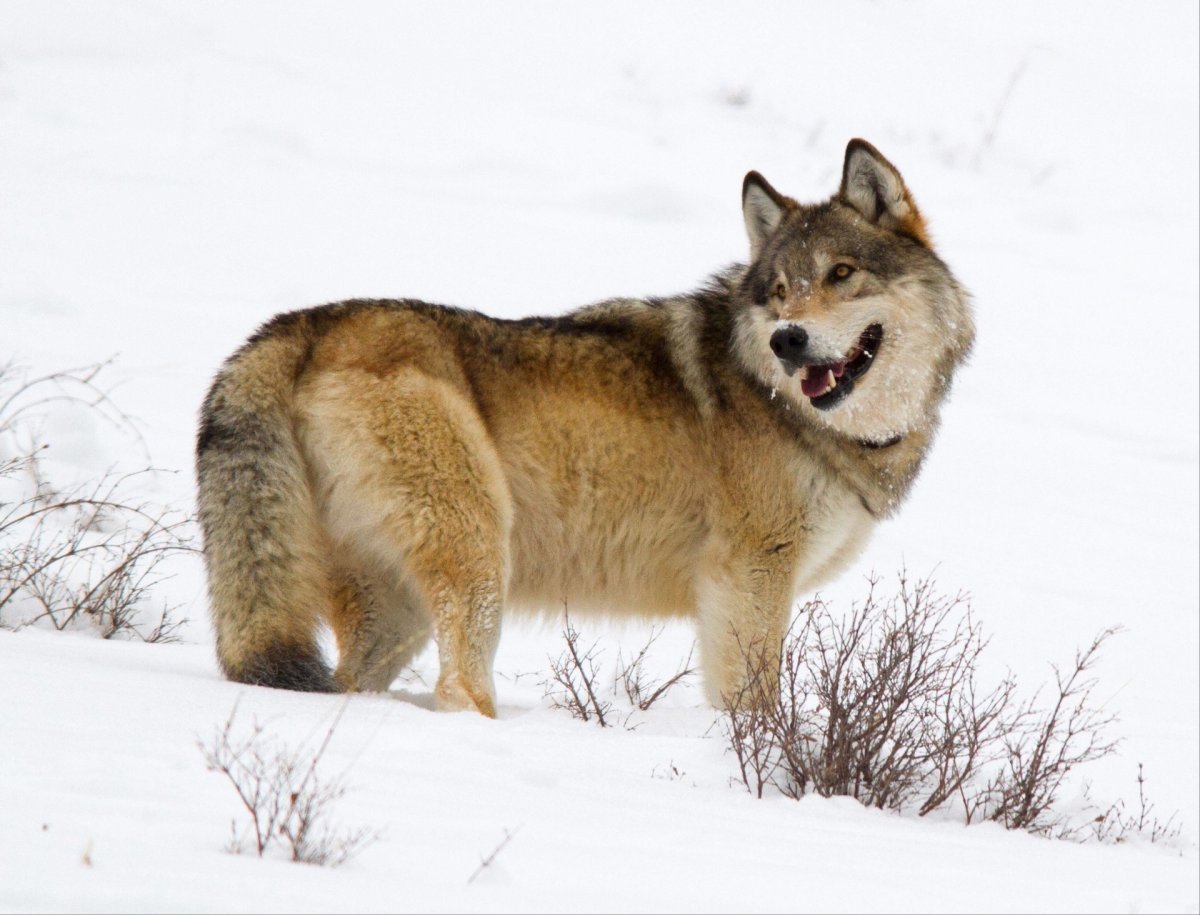 Слепой волк дикий