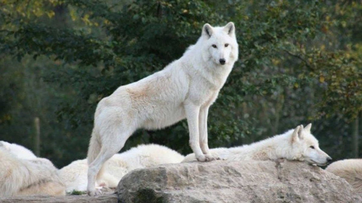 Самец Волков и медведь