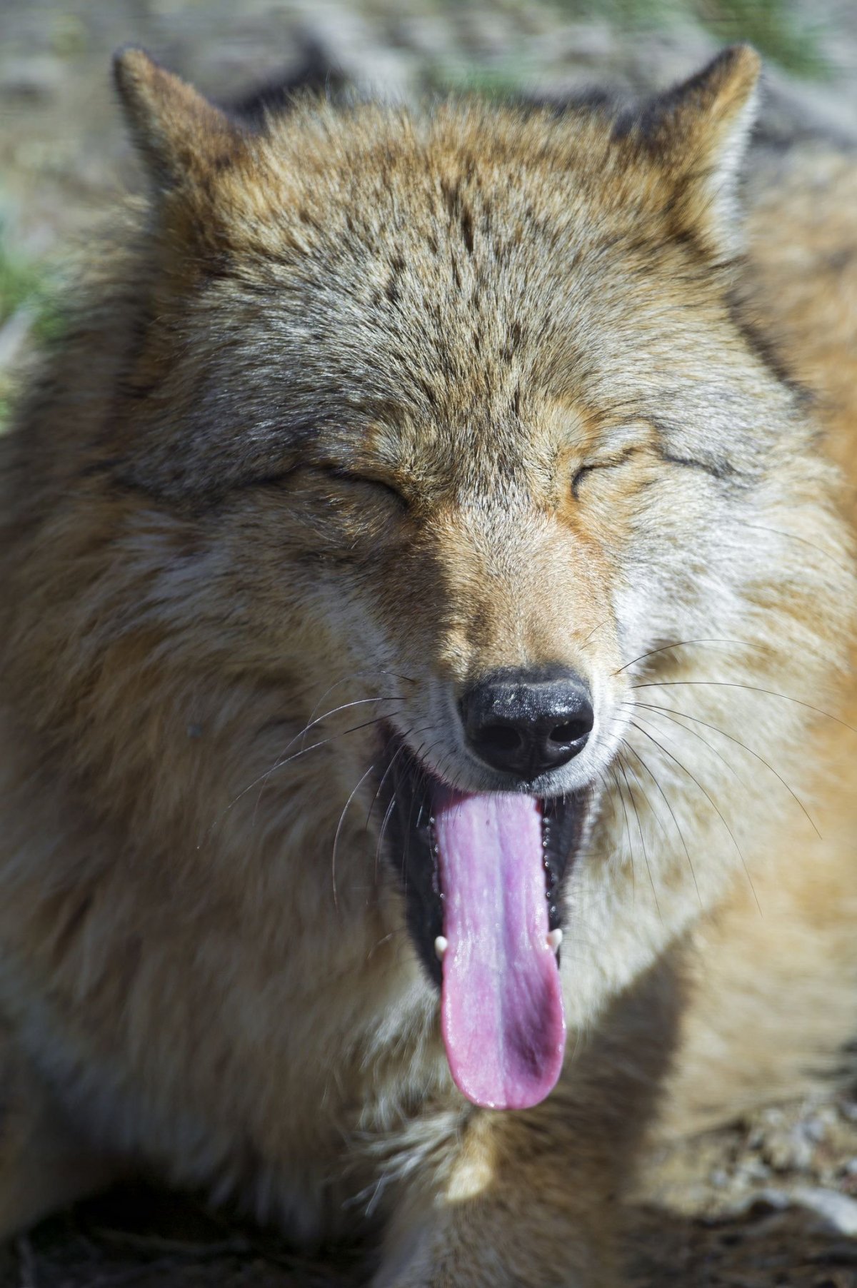 Волк Альфа самец