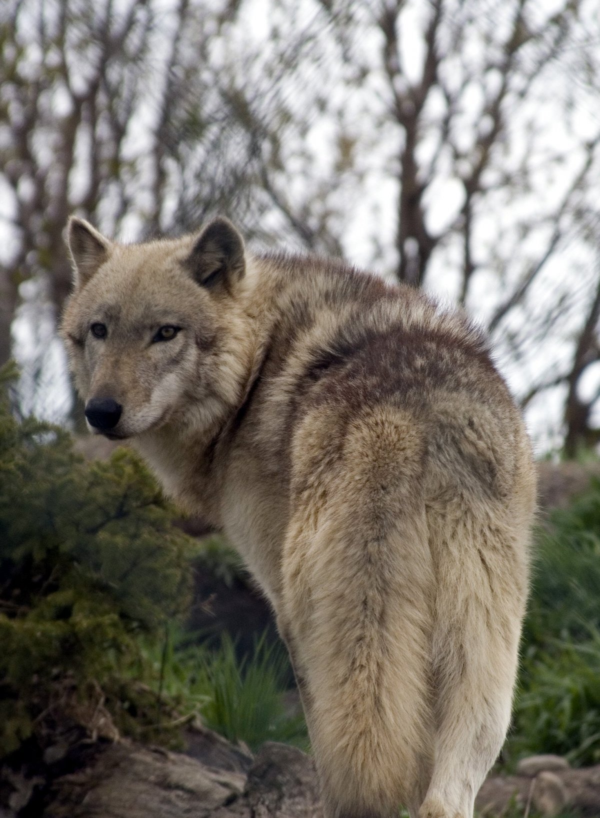 Широкий волк