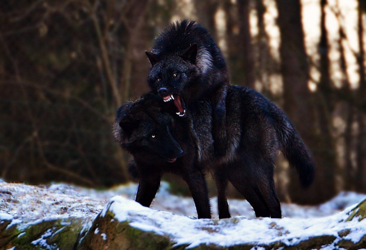 Холодный волк