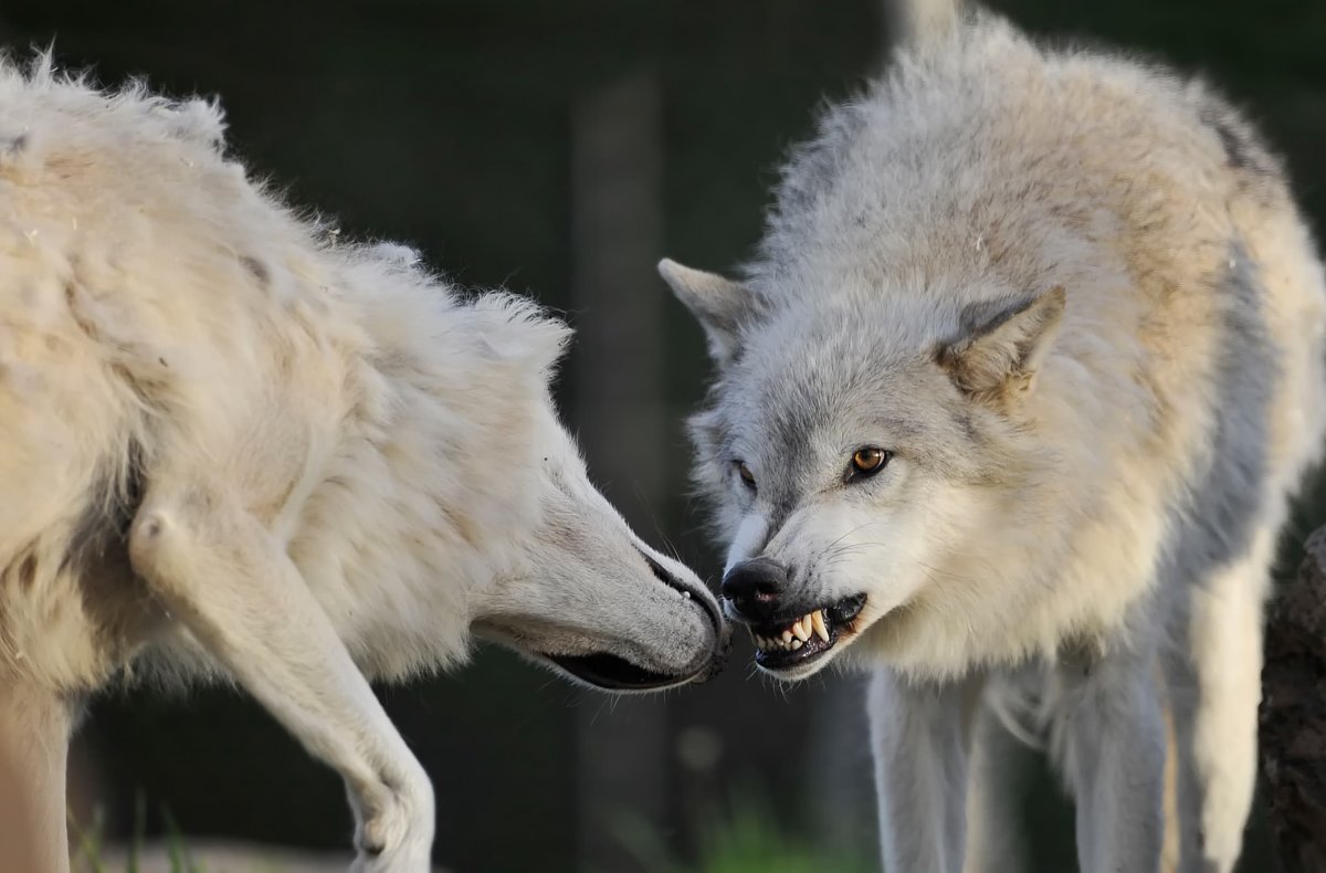 Волк волчица Волчонок семья