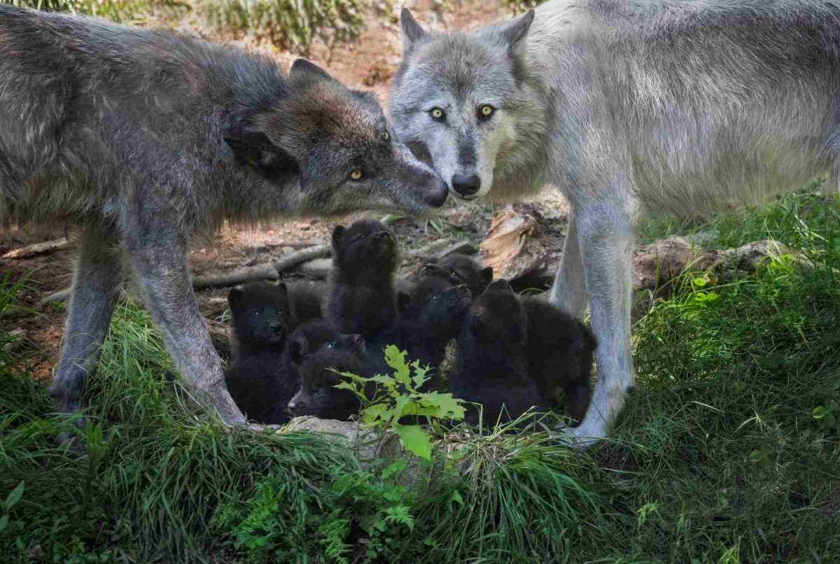 Полярный волк стая