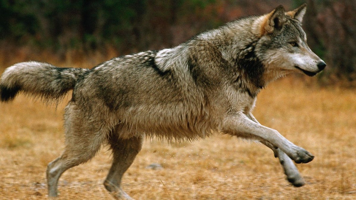 Волки Альфа самка