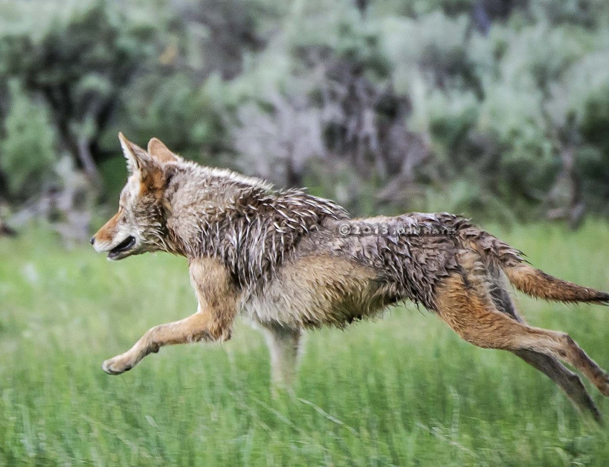 Дикий волк хвост