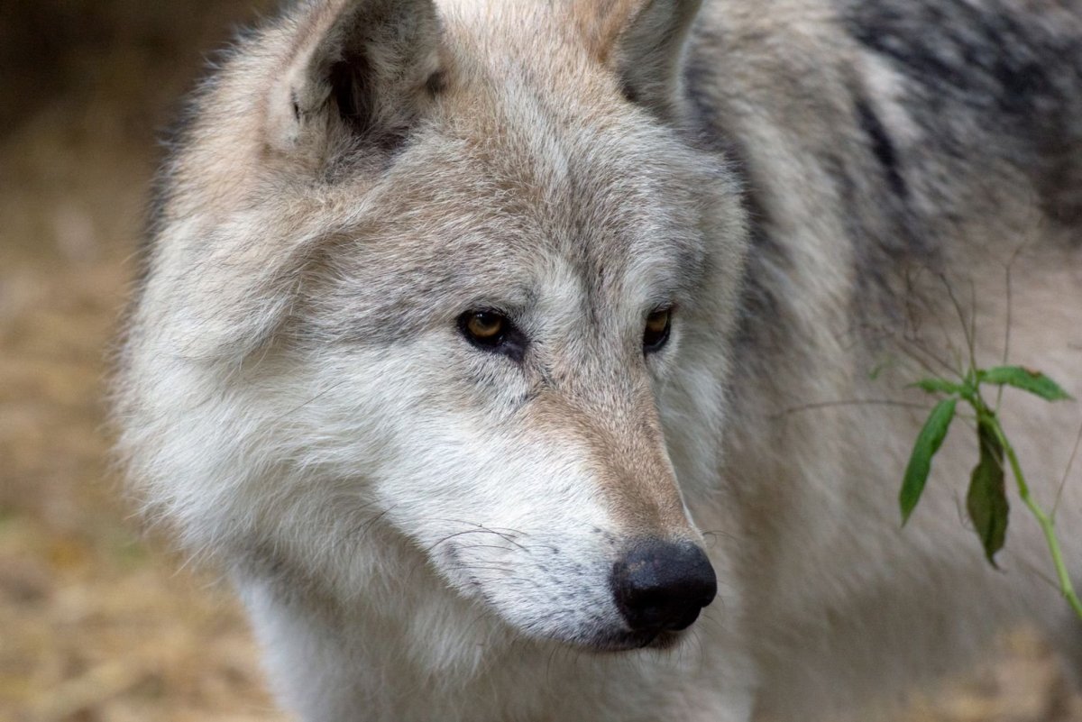 Фото Волков красивые обои