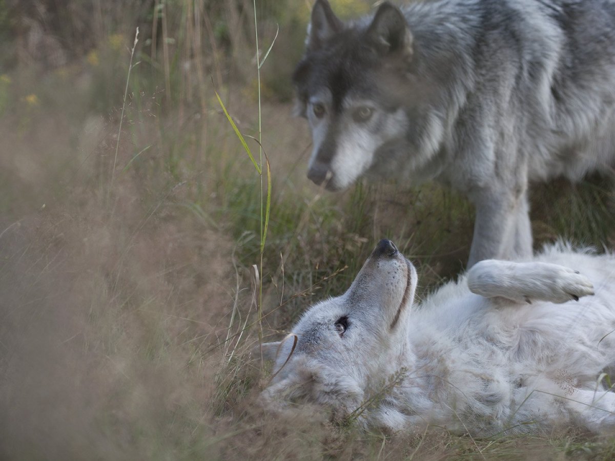 Бело серый волк