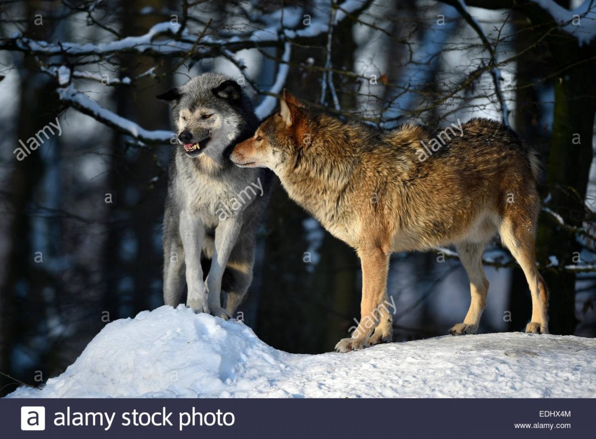 Волки Альфа самка