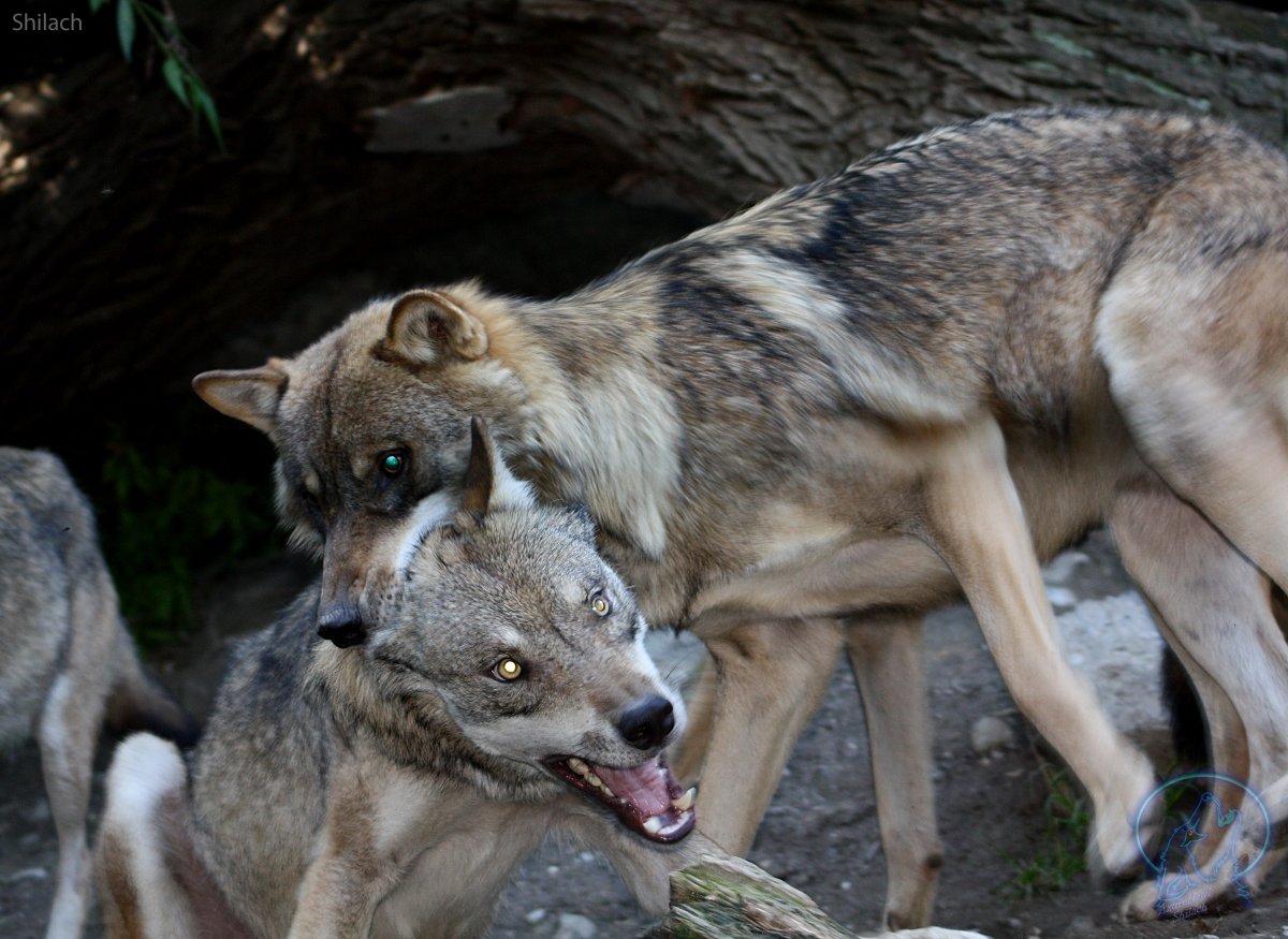 Альфа самка в стае Волков