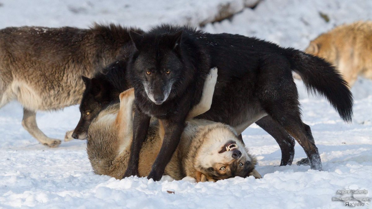 Смешной волк