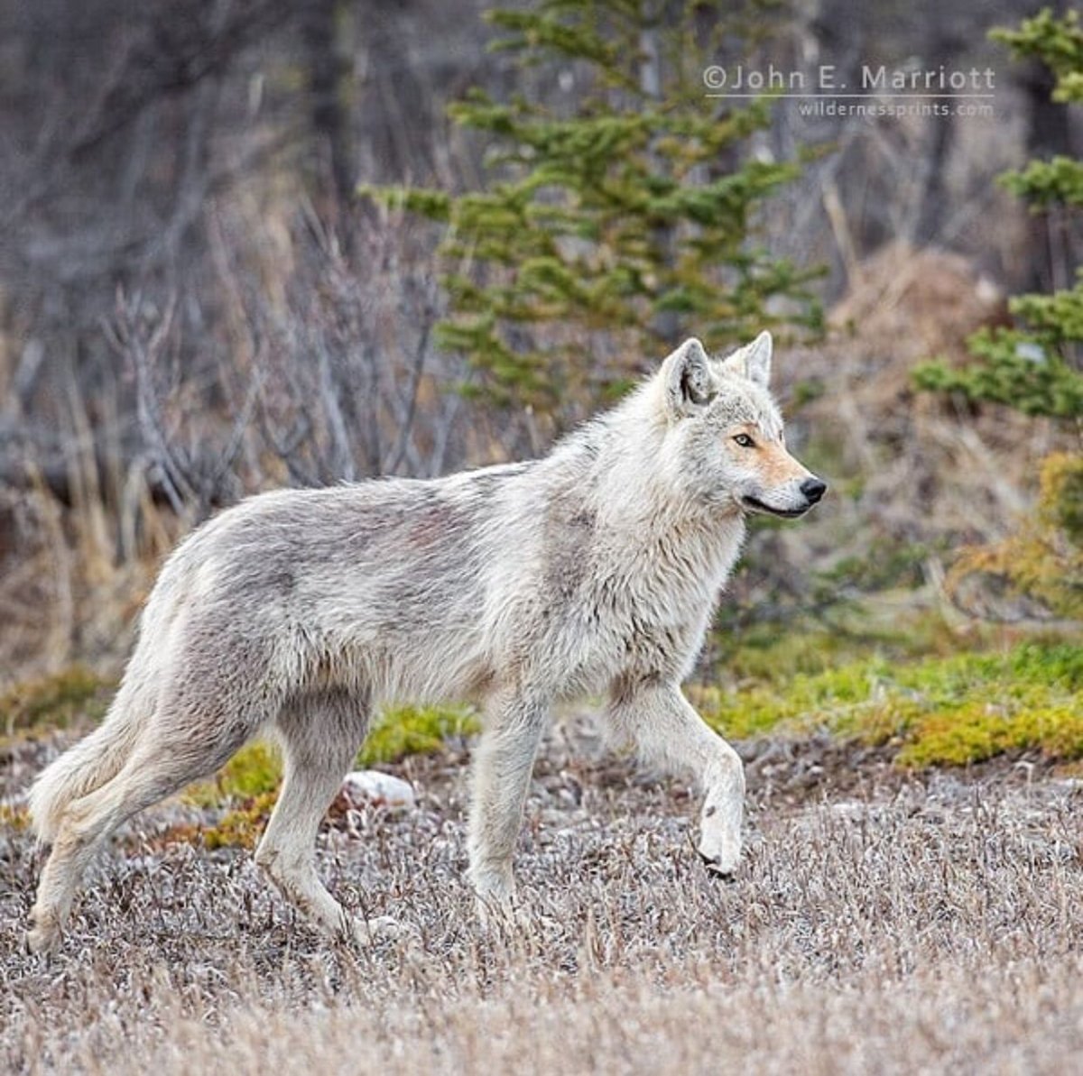 Волки Альфа самка