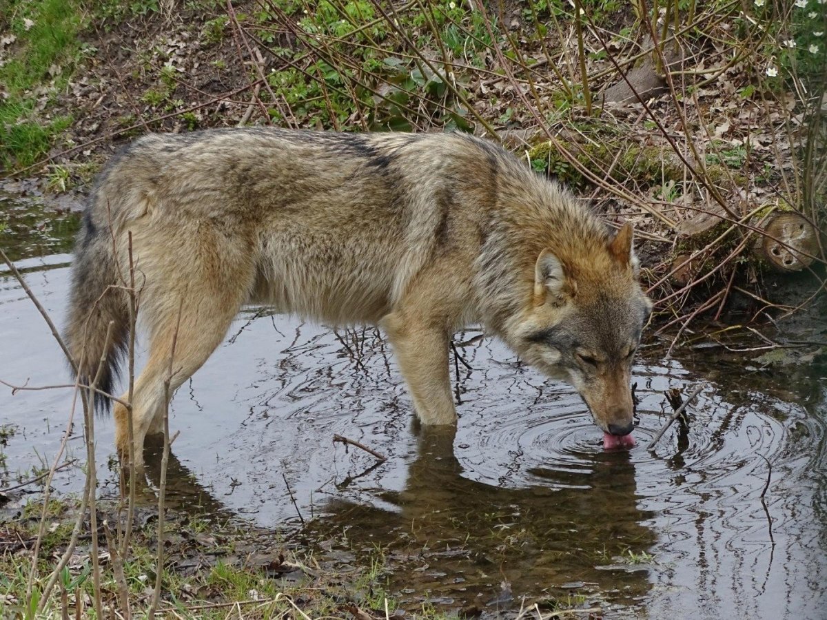 Волки Альфа самка