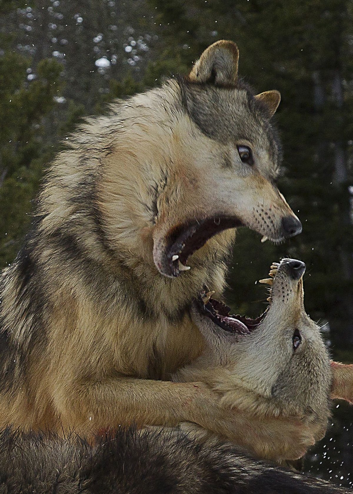 Евразийский волк в Казахстане