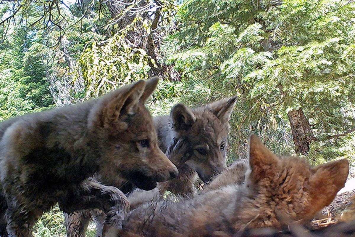 Животные одиночки