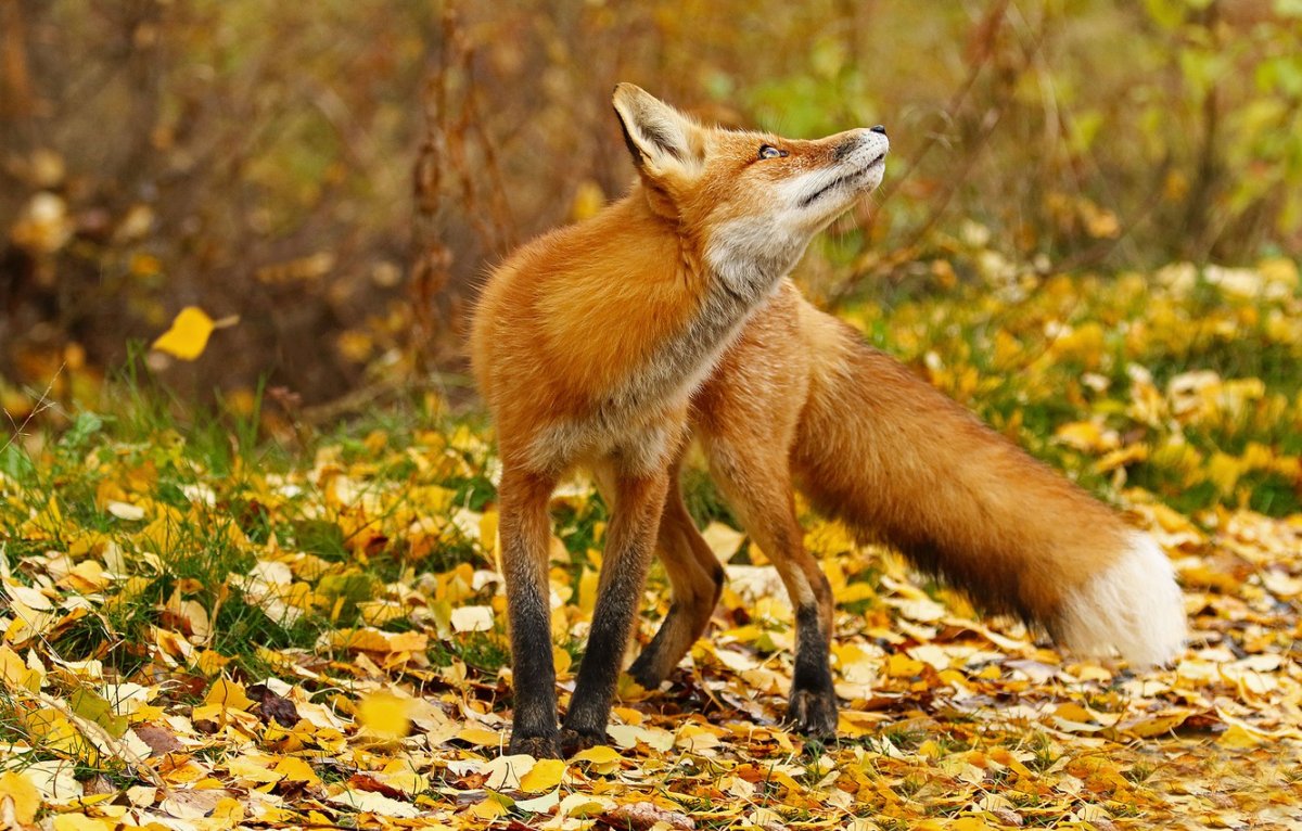 Лиса осенью
