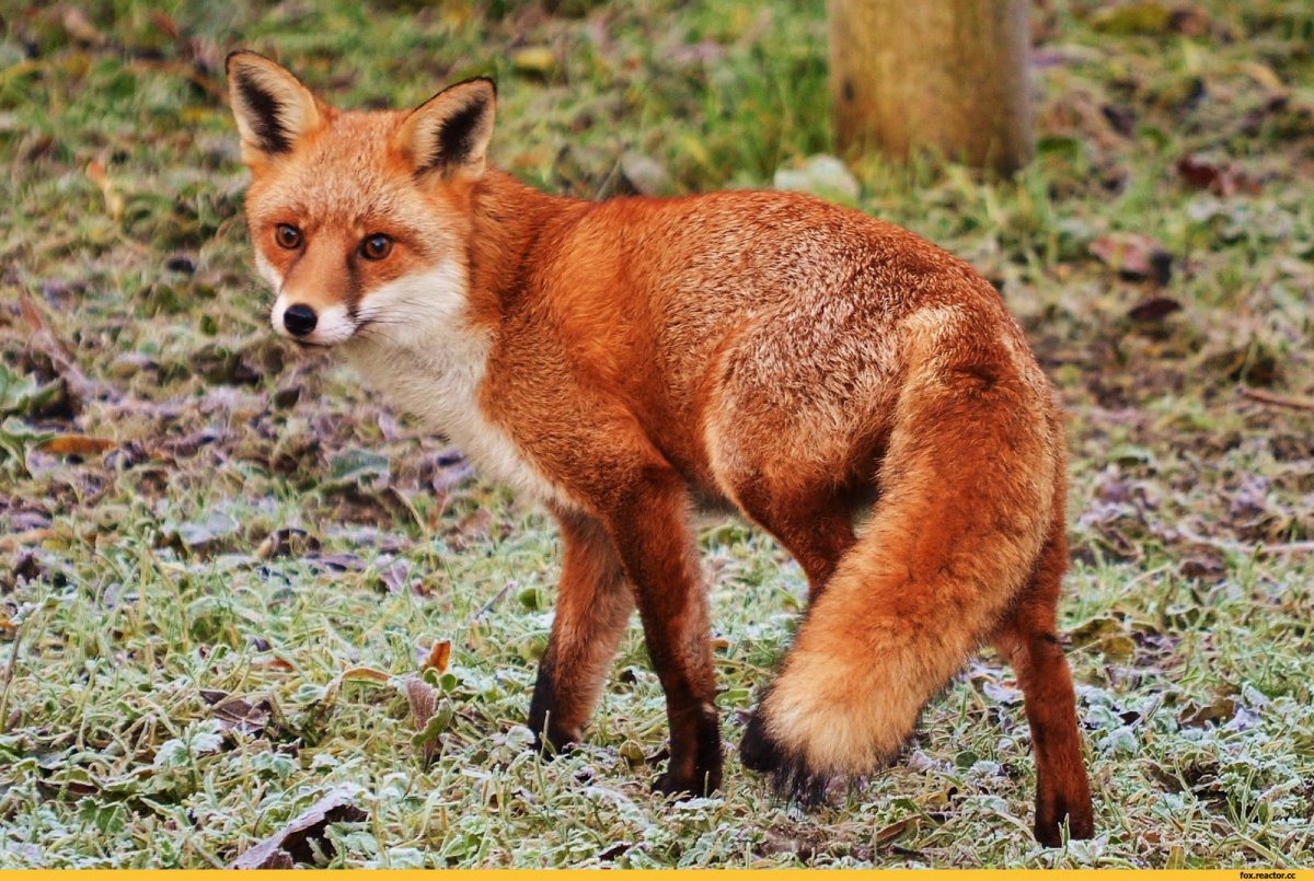 Лиса на тропинке