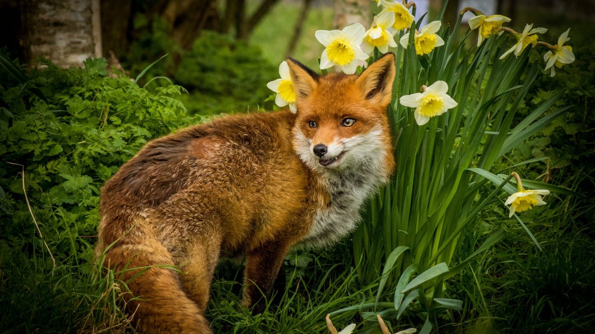 Желтая лиса