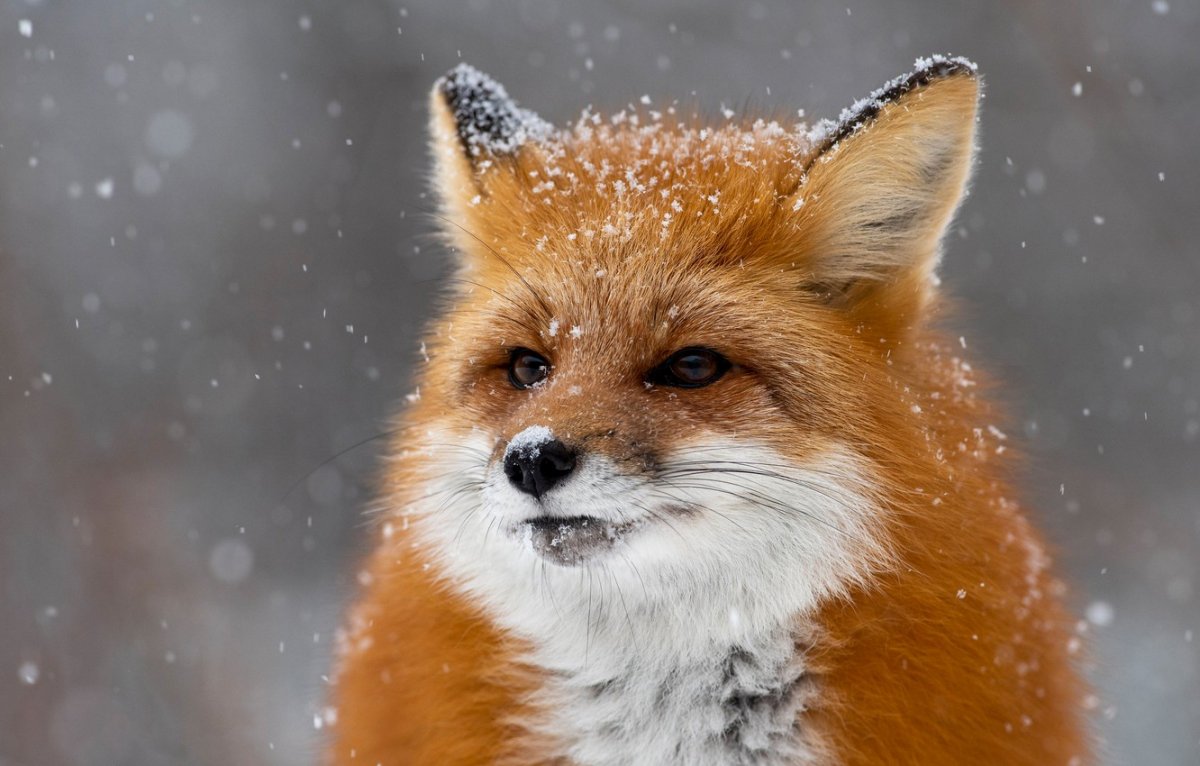 Пушистая лиса