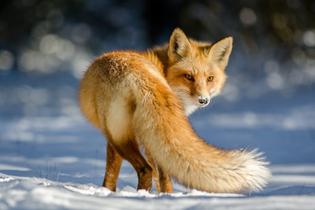 Пушистая лиса