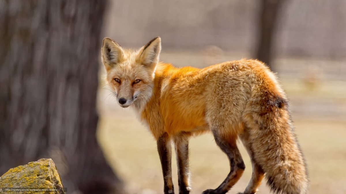 Лиса с пушистым хвостом