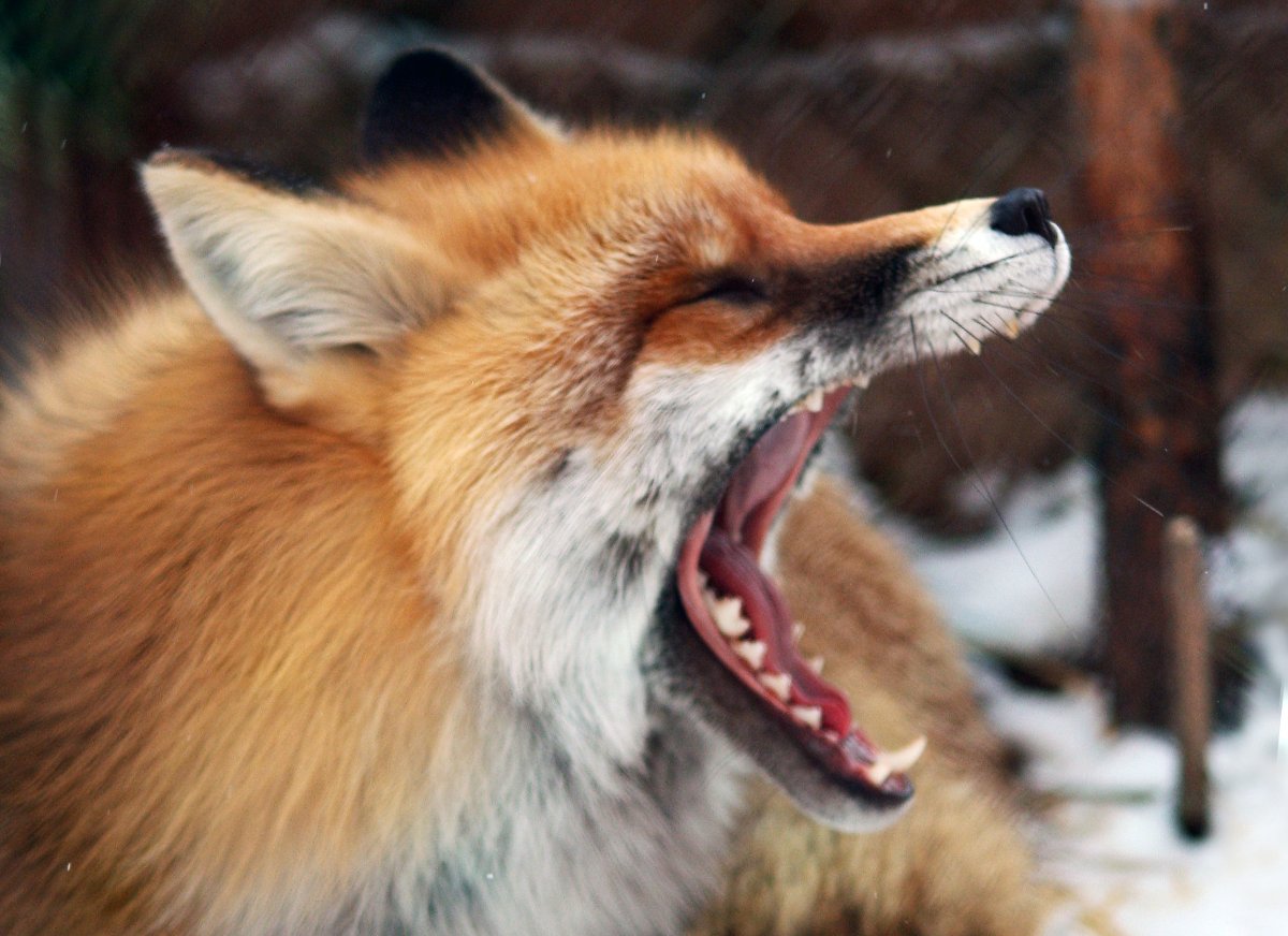 Янтарная лиса