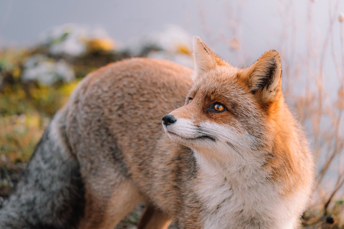 Вид лисы Ezo Red Fox
