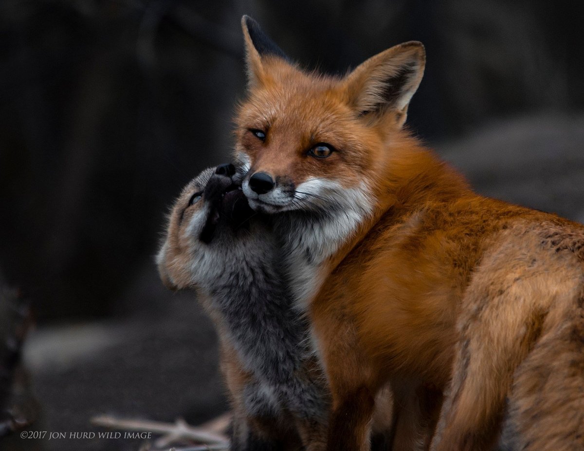 Лисица пушистая