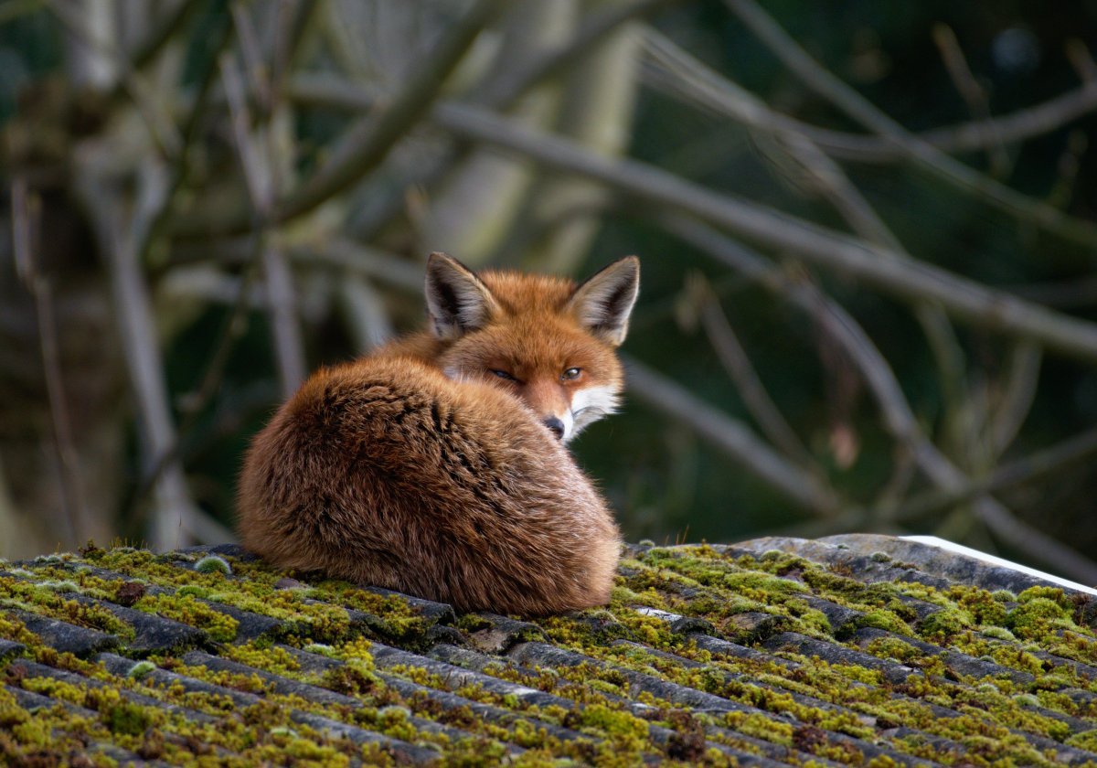 Заставка на рабочий стол лиса зимой
