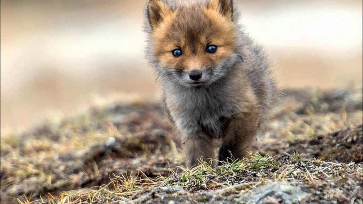 Лиса проснулась