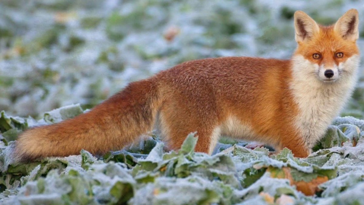 Мохнатая лиса