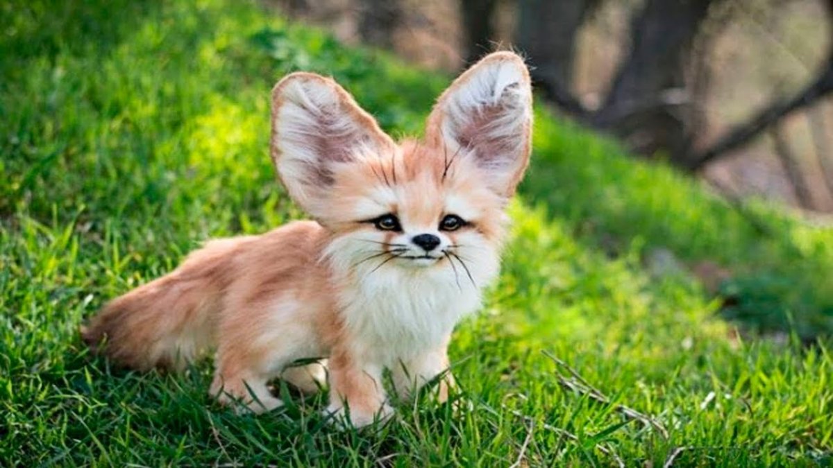 Лисичка осенью