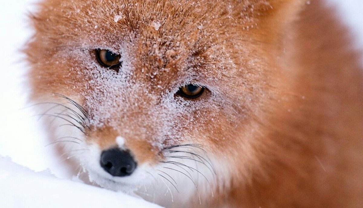 Пушистые лисы