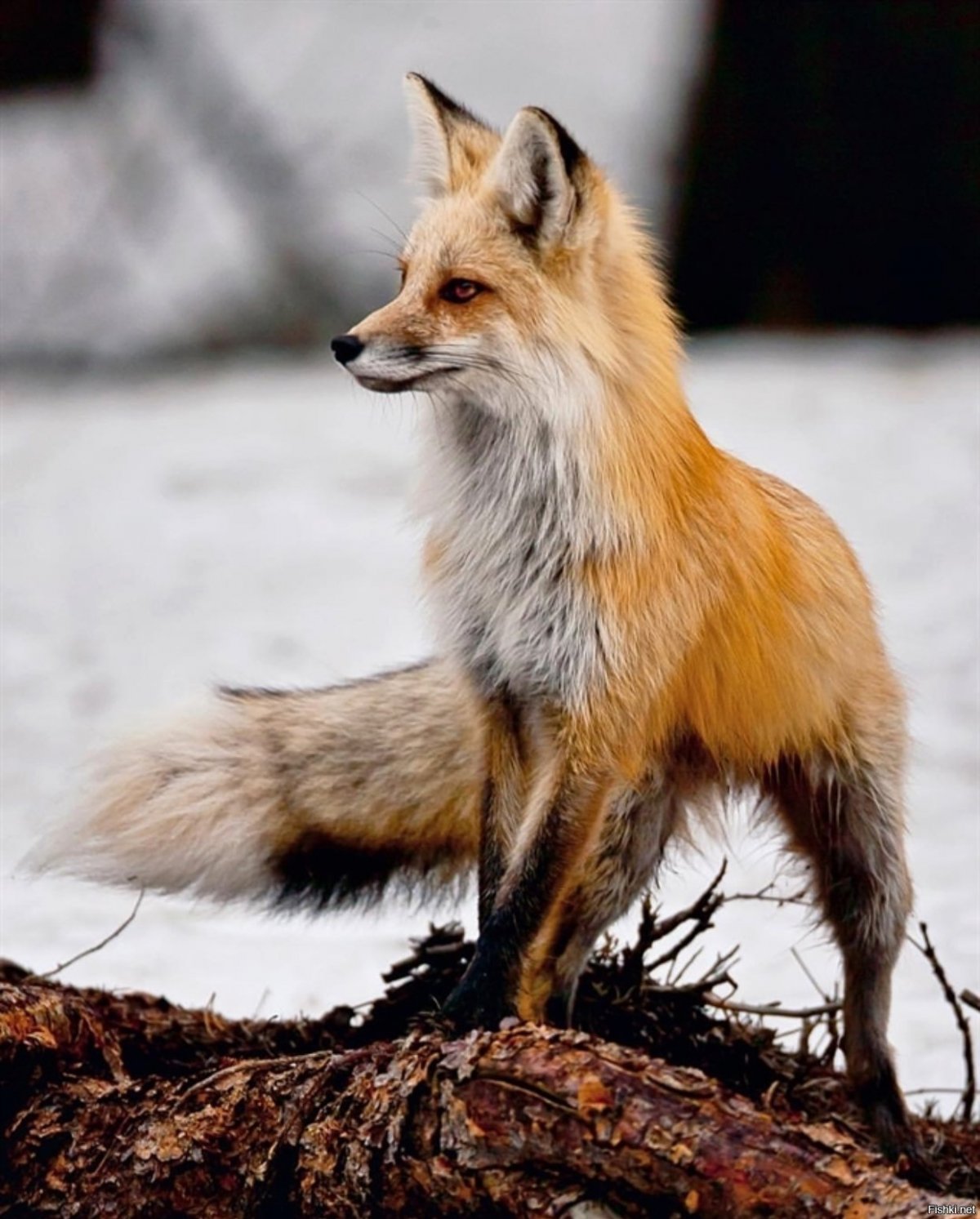 Красивая лиса