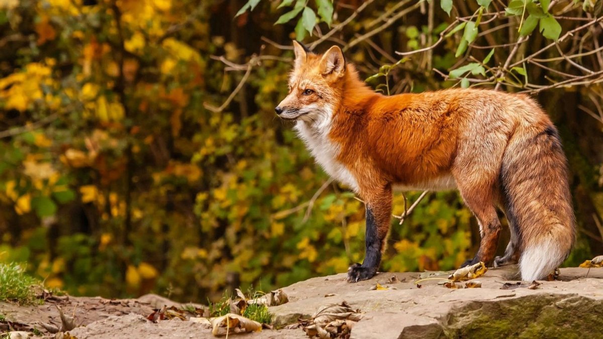 Обои на телефон лиса