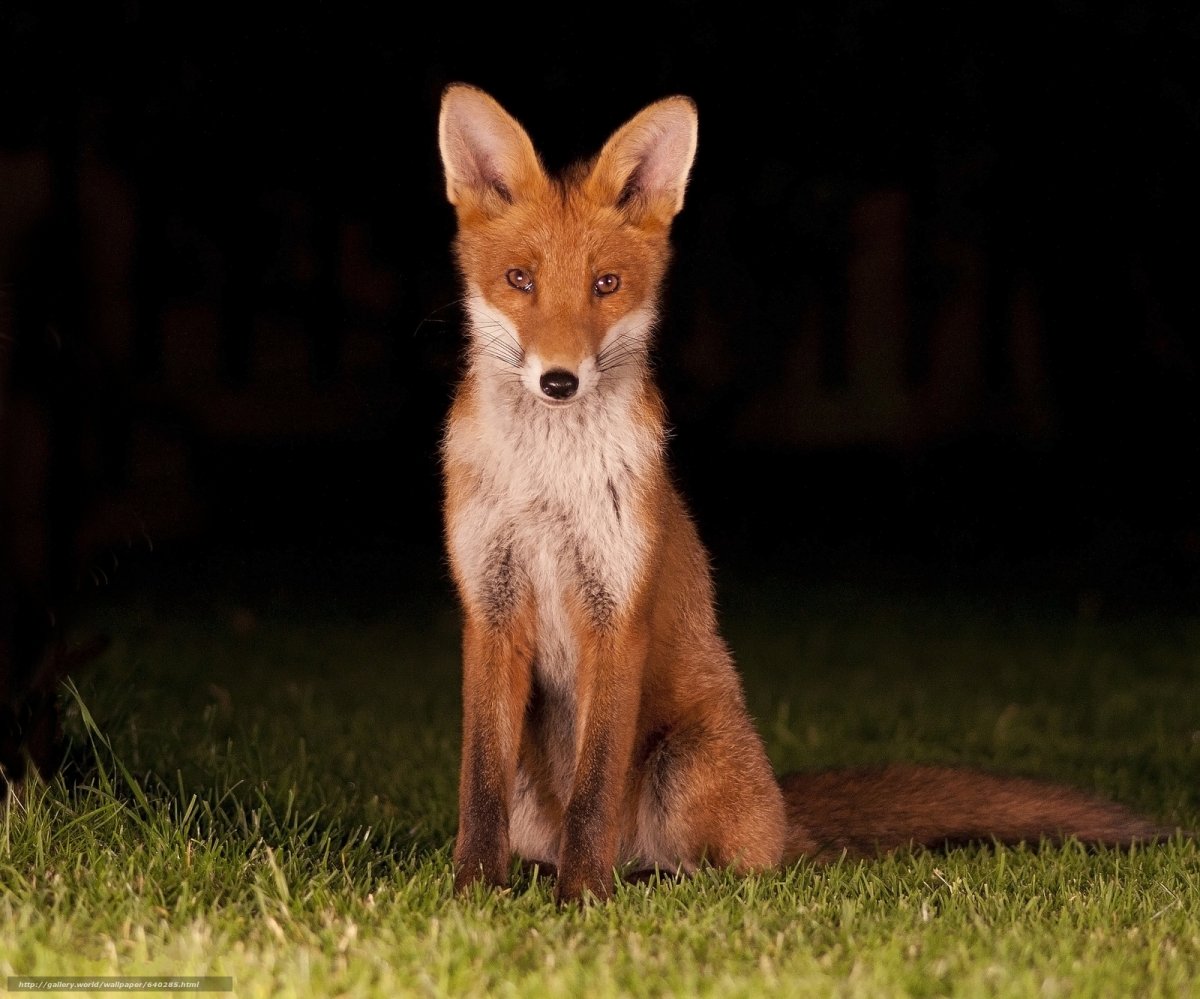 Лисы на рабочий стол