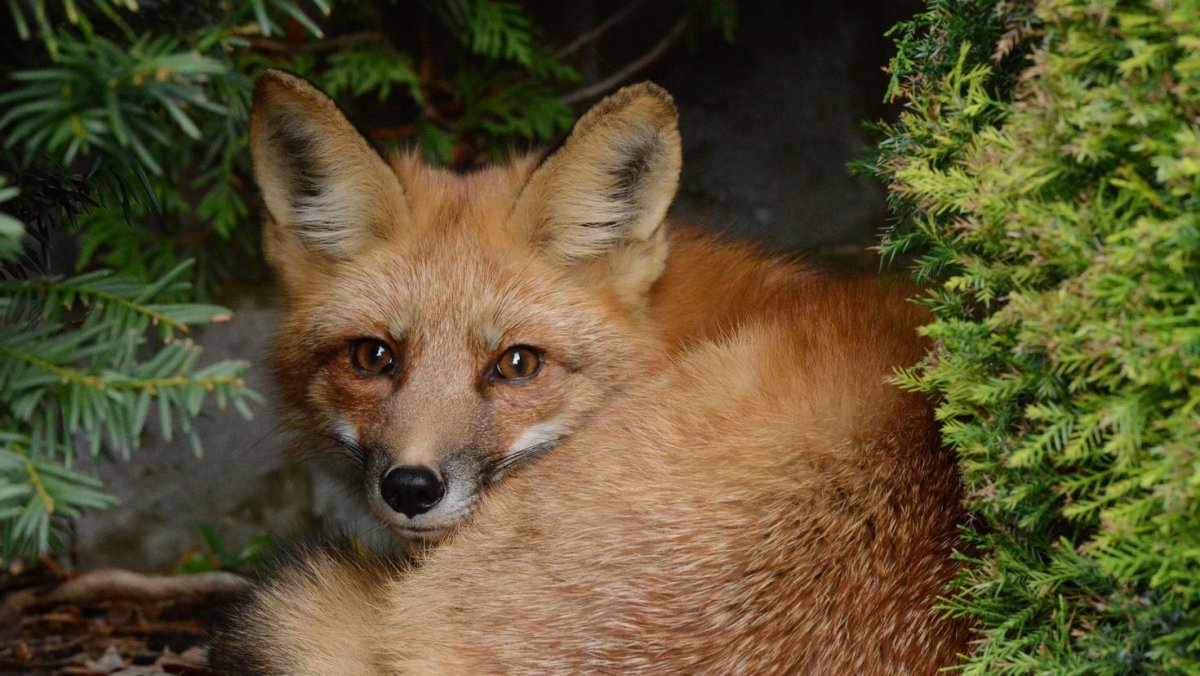 Фото щенка лисы стоящей на Камне