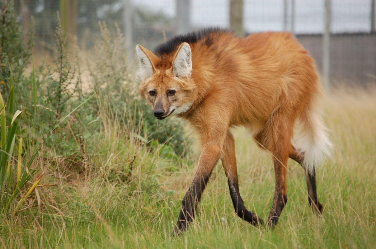Взъерошенный Лис