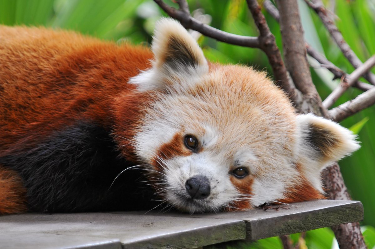 Китайская лиса