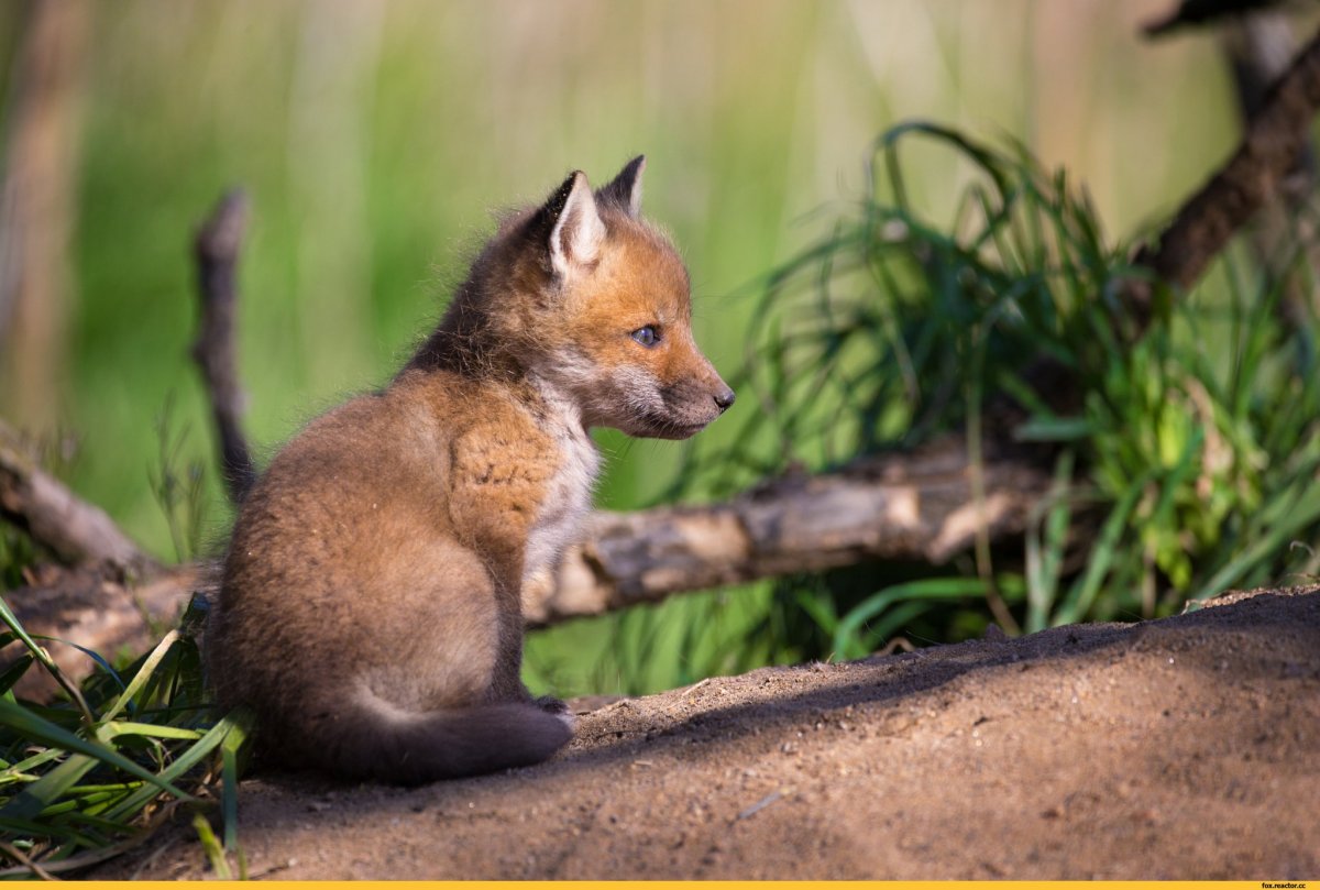 Фенек лысый