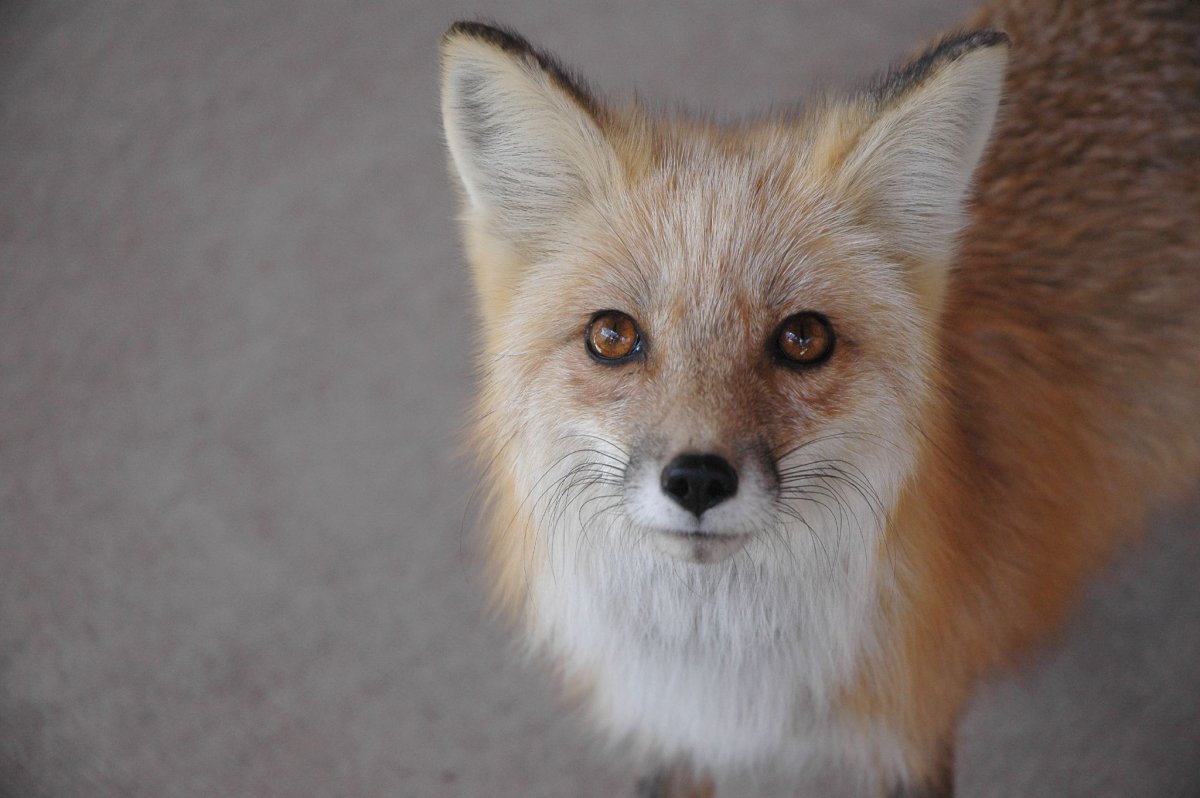 Картинки лисы как она меняет цвет