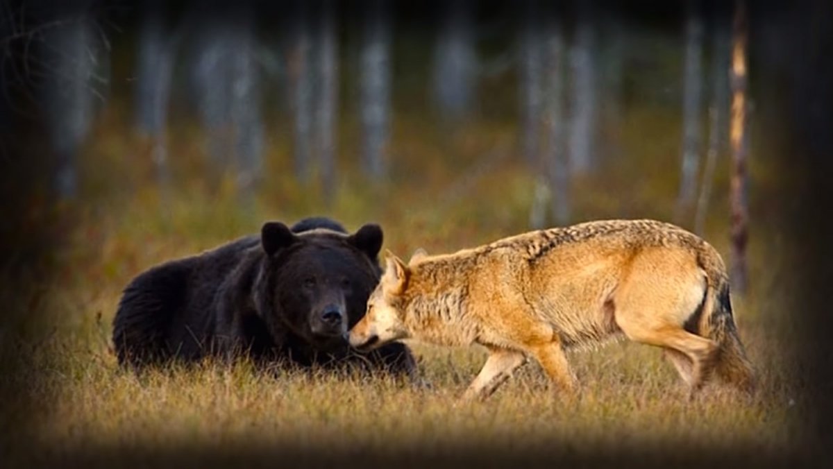 Волк и медведь Дружба