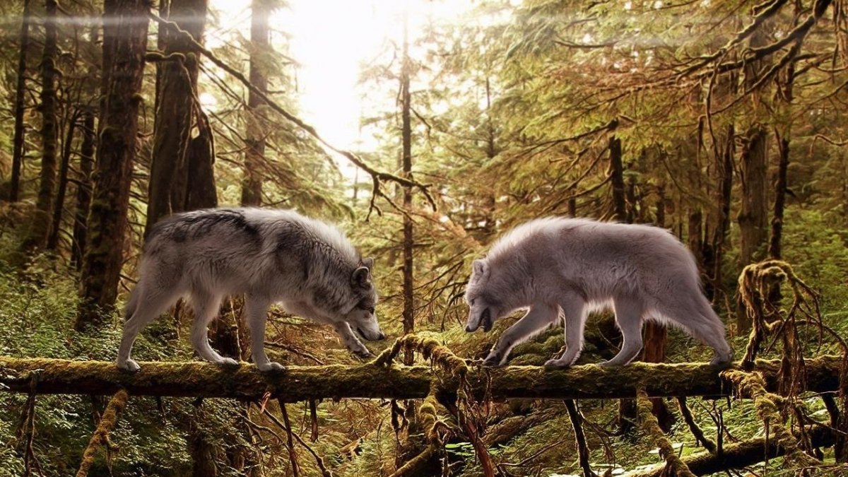 Медведь арт