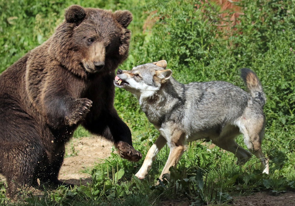 Волк и медведь Дружба