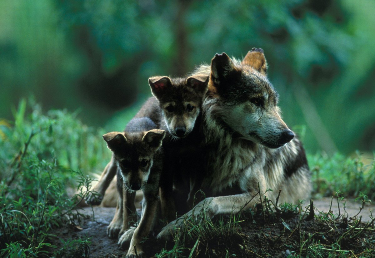 Лес с животными