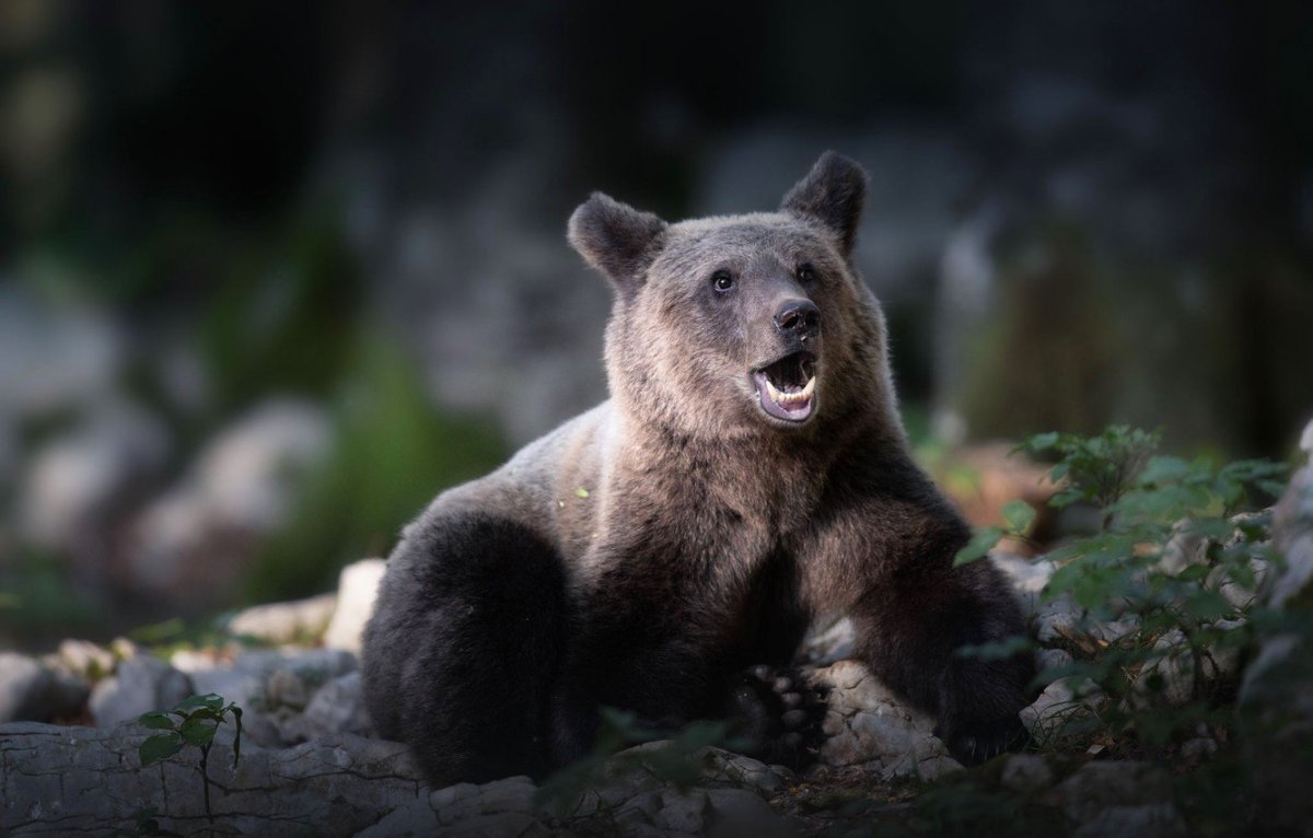 Жилище волка в дикой природе