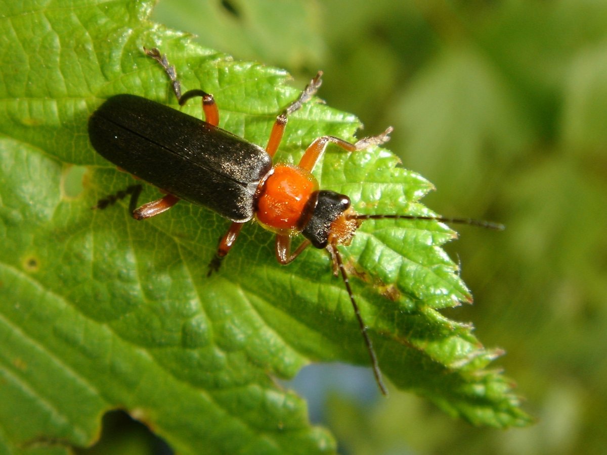 Жук пожарник мягкотелка