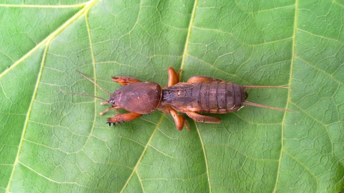 Жук медведка