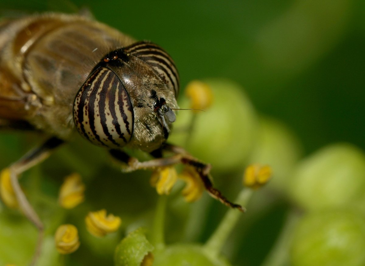 Двукрылые насекомые вредители фото