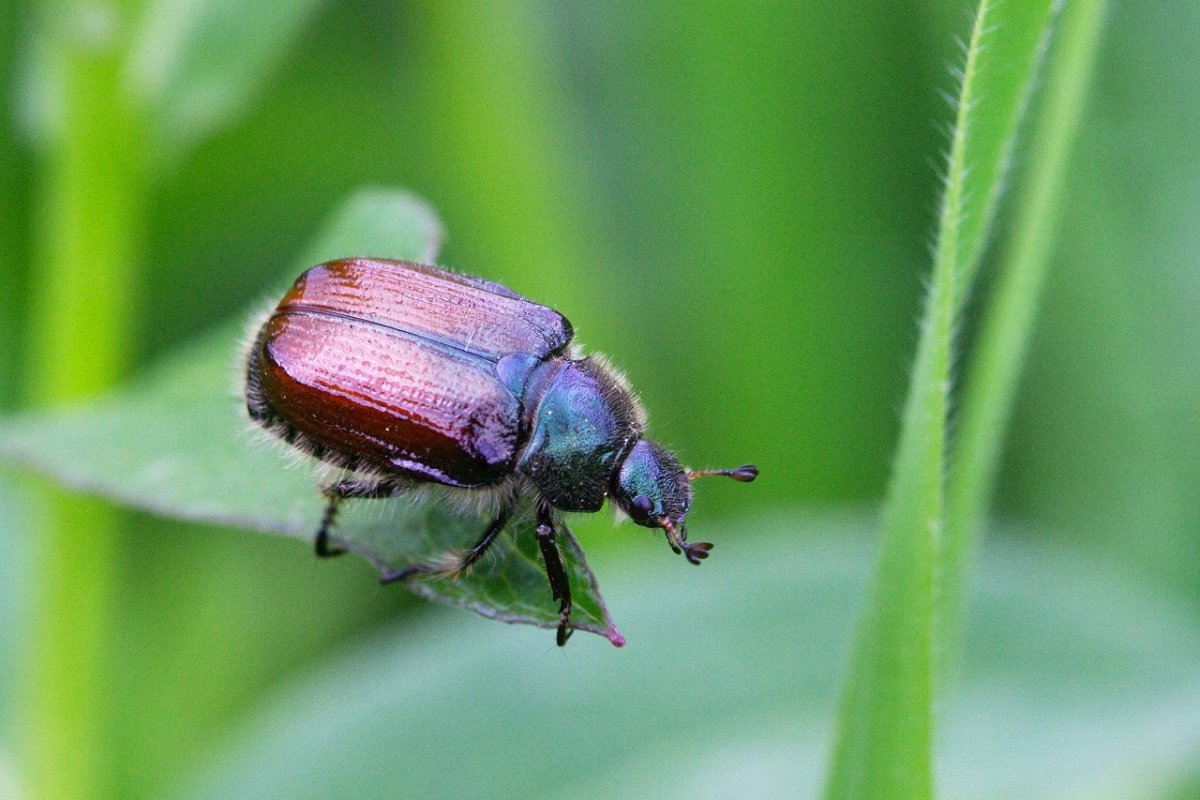 Хлебный Жук Кузька